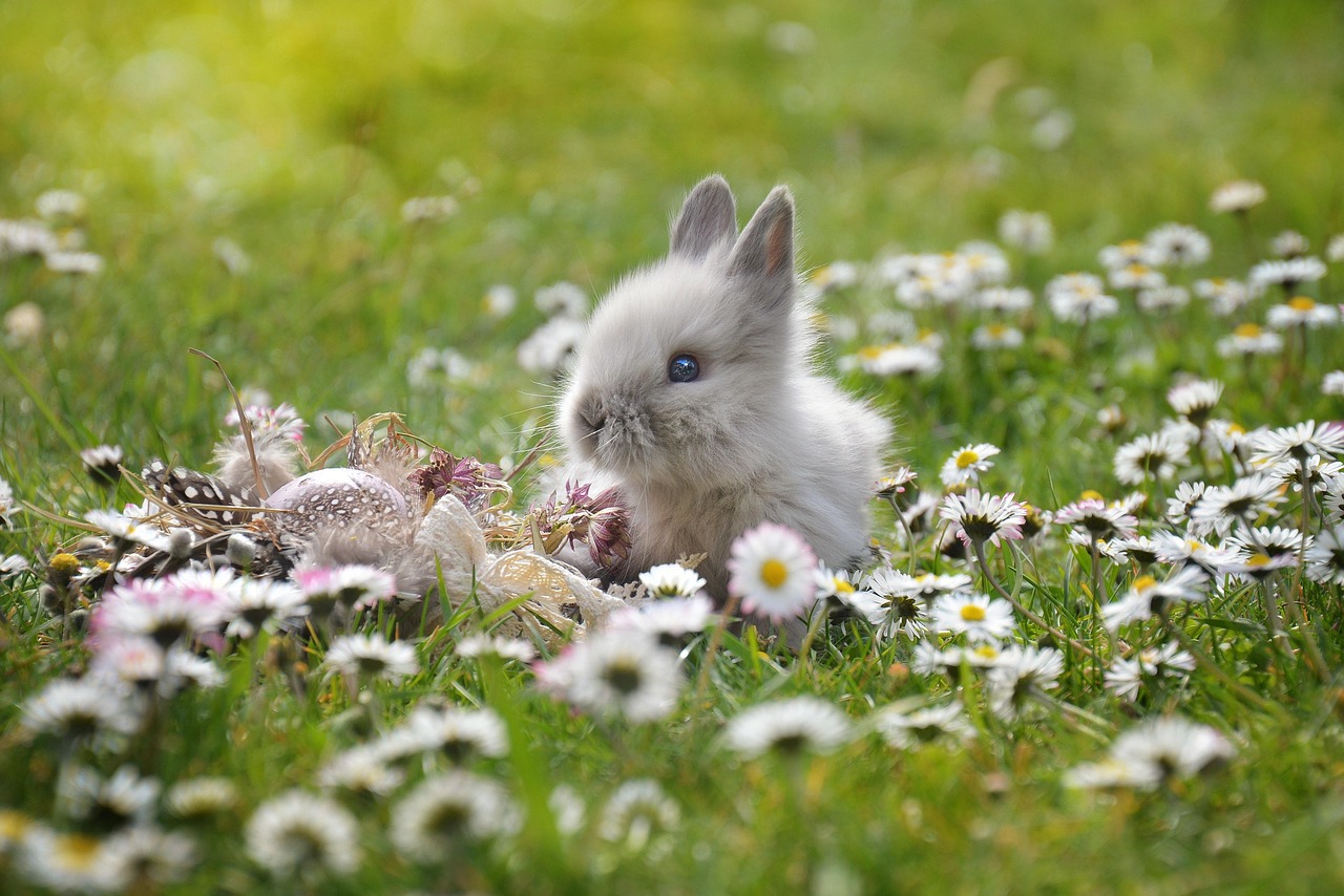 うさぎ