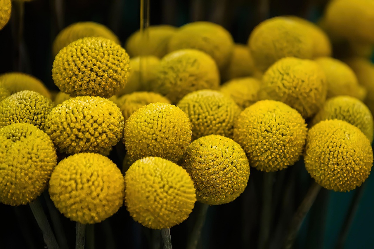 よくわからない植物の写真
