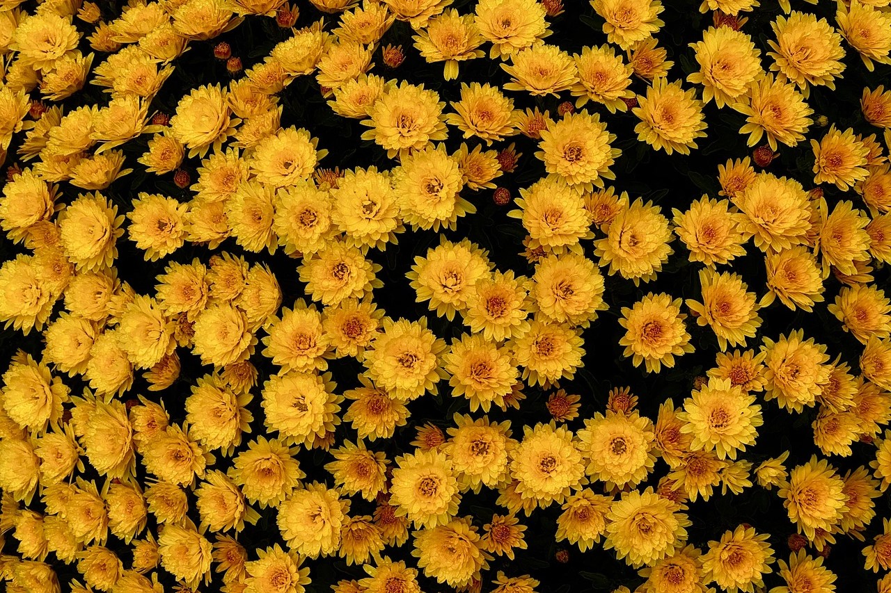 群生する黄色い花の写真