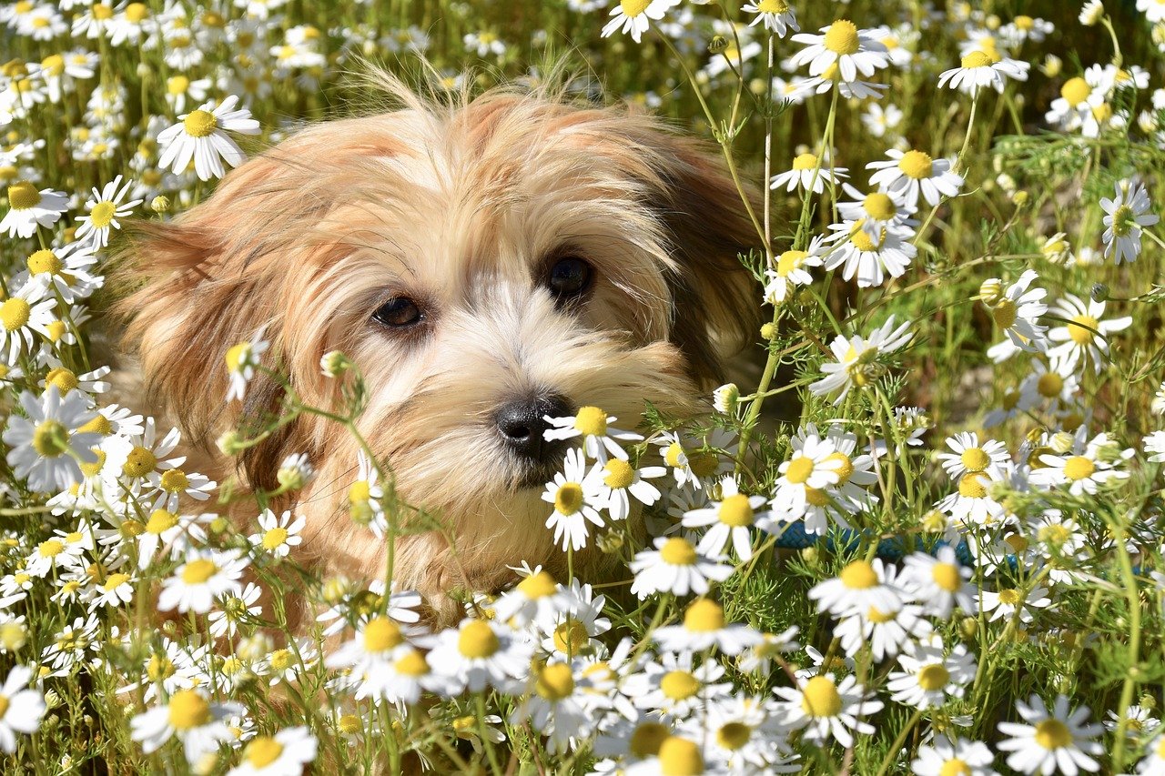 花畑の犬